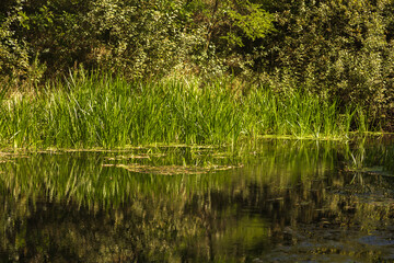 Autumn Lake with Flowers and Wildlife