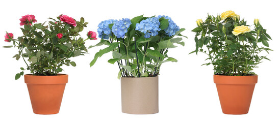 Beautiful potted flowers isolated on white, set