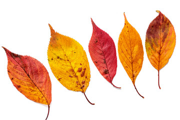 Autumn leaves of cherry blossoms macro photography.