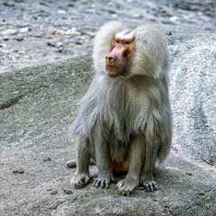 The hamadryas baboon, Papio hamadryas is a species of baboon