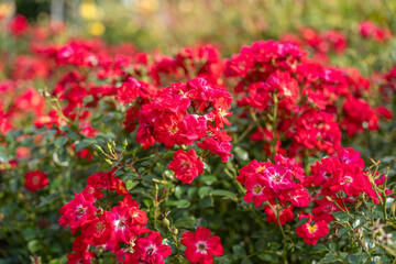 A vibrant cluster of blooming red roses fills the frame. Bright petals and green leaves create a lively summer garden scene.
