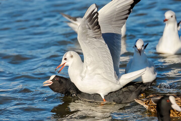 A black-headed gull riding on a swimming Eurasian coot, the birds are fighting for food, this behavior is animal mobbing, a Chroicocephalus Ridibundus winter plumage and a Fulica Atra, Germany  