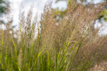 Sunlight highlights the delicate tips of reed grass. The green stalks and soft brown plumes shine in warm light.