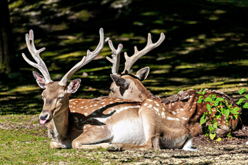 Fototapeta premium The fallow deer, Dama mesopotamica is a ruminant mammal