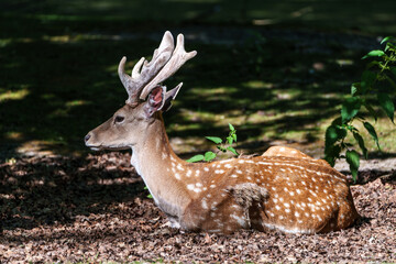 The fallow deer, Dama mesopotamica is a ruminant mammal
