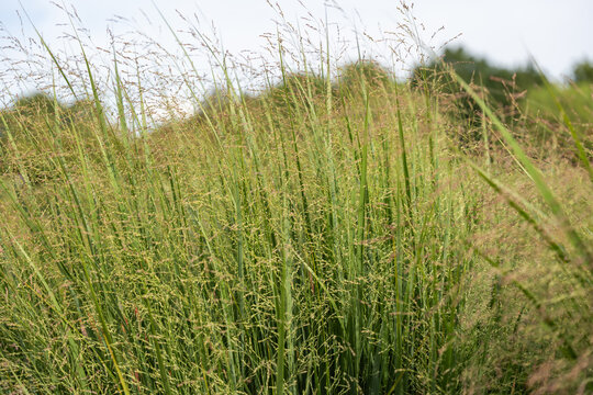Tall green stalks of switchgrass rise with fine airy seed heads. The dense cluster creates a lively, natural texture.