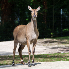 The nilgai or blue cow. Boselaphus tragocamelus is the largest Asian antelope