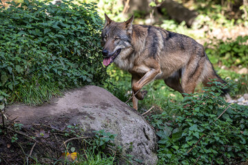 European Grey Wolf, Canis lupus in a german park