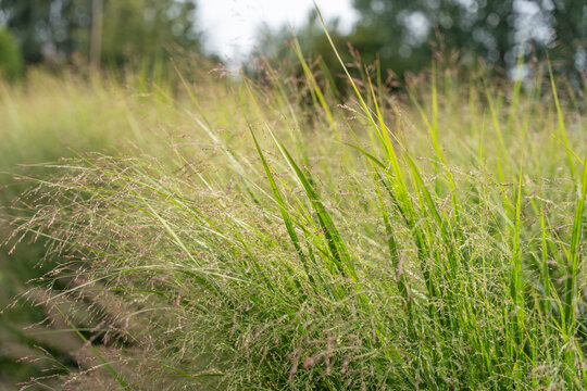 A dense cluster of green grasses sways gently in the sunlight. Fine stems and seedheads create a soft, airy texture.