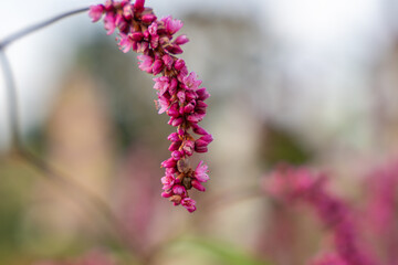 A single Persicaria flower spike in focus reveals its tiny blossoms. The blurred background creates a dreamy scene.