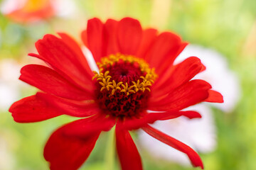 A red Zinnia in full bloom with a striking yellow crown around its center. The background fades softly into green and white tones.