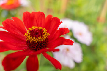 A vivid red Zinnia flower with yellow stamens stands out against a blurred green and white background. Its bright petals radiate summer energy.