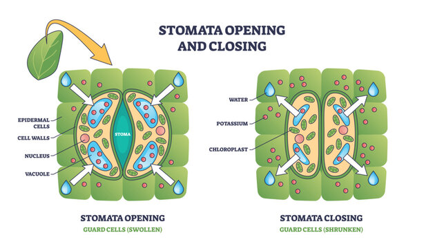 Stomata opening and closing shows guard cells, stoma, and water movement in a plant leaf. Outline diagram