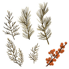 Various green pine branches and clusters of orange berries are arranged artistically. This display showcases the beauty of nature, perfect for seasonal decorations or craft projects