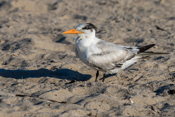 A Royal tern standing on a beach