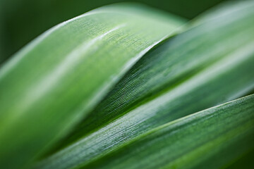 Close up green leaf texture with natural veins and smooth surface