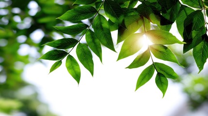 Fototapeta premium A close-up view of vibrant green leaves illuminated by gentle sunlight