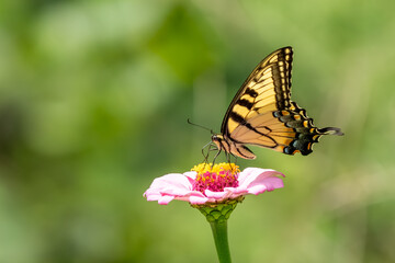A male Eastern Tiger Swallowtail butterfly feeding on a zinnia flower