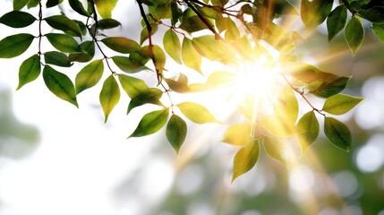 Obraz premium A close-up view of vibrant green leaves illuminated by warm sunlight, highlighting the beauty of nature and the tranquility of a peaceful setting. Perfect for a serene atmosphere.