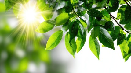 Obraz premium Close-up of vibrant green leaves illuminated by sunlight, showcasing the beauty of nature. Perfect for themes of growth, freshness, and environmental awareness.