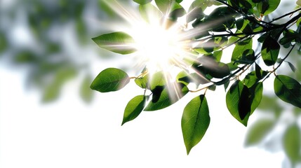 Obraz premium Bright green leaves catch sunlight, creating a serene and vibrant atmosphere. This natural scene symbolizes growth and tranquility, perfect for nature lovers and wellness themes.