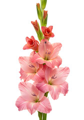 Fototapeta premium Photo of Pink Gladiolus Flowers Isolated on Transparent Background