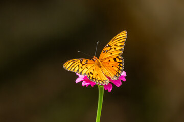A Gulf fritillary butterfly feeding on a flower