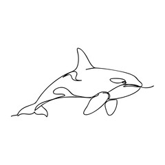 orca killer whale vector