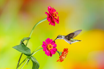 A female ruby-throated hummingbird feeding on a red zinnia flower