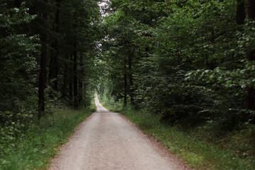 Fototapeta premium forest, nature background, forest background, walk in the forest