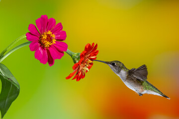 A female ruby-throated hummingbird feeding on a red zinnia flower