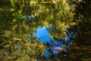 Autumn Lake with Flowers and Wildlife