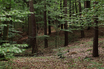 forest, nature background, forest background, walk in the forest