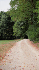 forest, nature background, forest background, walk in the forest