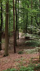forest, nature background, forest background, walk in the forest