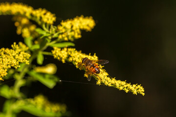 Autumn Lake with Flowers and Wildlife