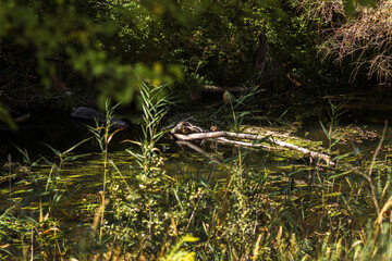 Autumn Lake with Flowers and Wildlife