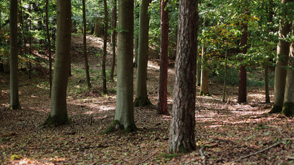 forest, nature background, forest background, walk in the forest