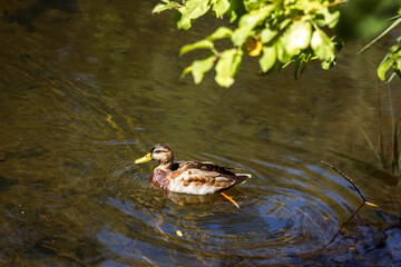 Autumn Lake with Flowers and Wildlife