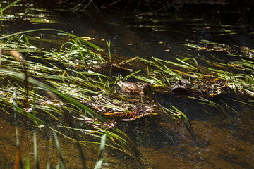 Autumn Lake with Flowers and Wildlife