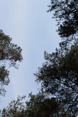 forest, nature background, forest background, walk in the forest