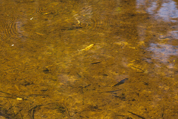 Autumn Lake with Flowers and Wildlife