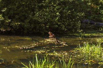 Autumn Lake with Flowers and Wildlife