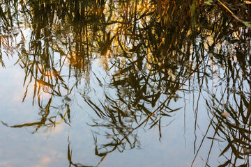 Autumn Lake with Flowers and Wildlife