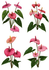 Pink Anthurium Flowers Illustration On Transparent Background Isolated PNG