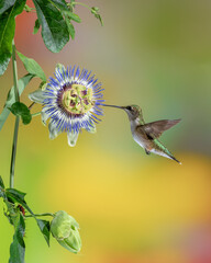 A female ruby-throated hummingbird feeding on a passion flower