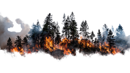 A dramatic scene of a forest engulfed in flames, capturing the intensity of wildfire with dark smoke billowing amidst tall trees on a stark contrast background.