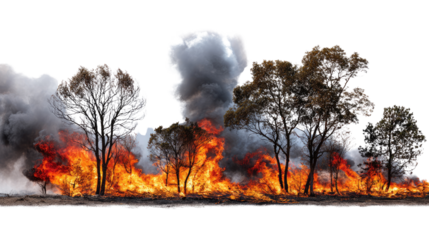 Dramatic wildfire engulfing trees with billowing smoke