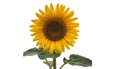 Obraz premium Sunflower PNG | Vibrant Botanical Illustration for Rustic Wedding Decor, Summer Branding & Eco-Friendly Design Elements.