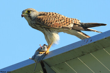 Common kestrel, Falco tinnunculus, eating some rodent